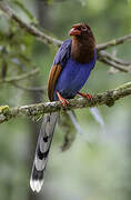 Sri Lanka Blue Magpie