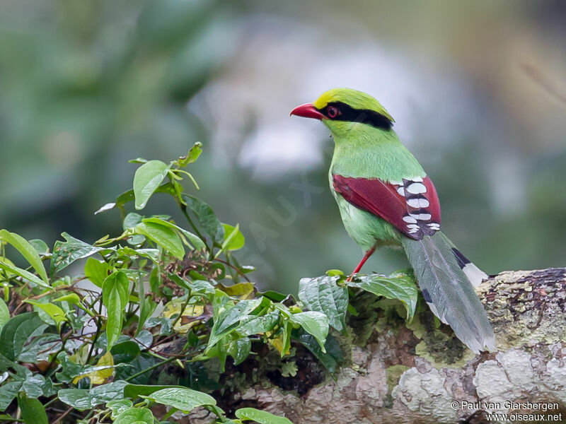 Common Green Magpie