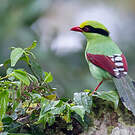 Pirolle verte