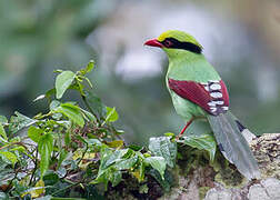 Common Green Magpie