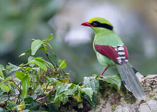 Pirolle verte