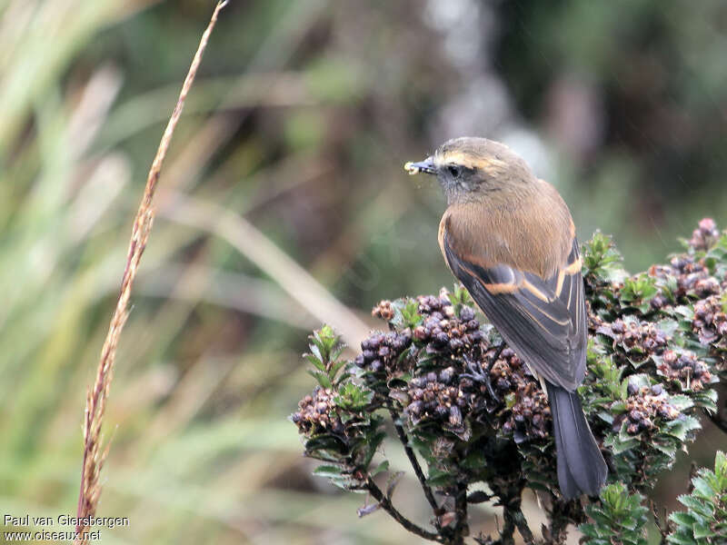 Brown-backed Chat-Tyrantadult, eats