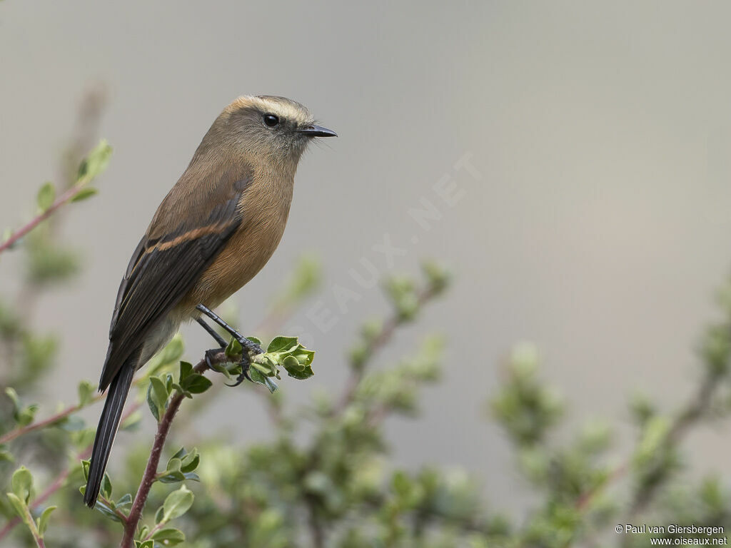 Brown-backed Chat-Tyrantadult