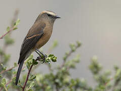 Brown-backed Chat-Tyrant