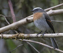 Rufous-breasted Chat-Tyrant