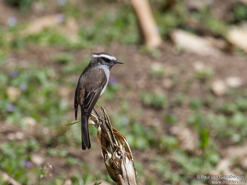 White-browed Chat-Tyrant