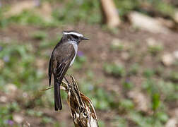 White-browed Chat-Tyrant