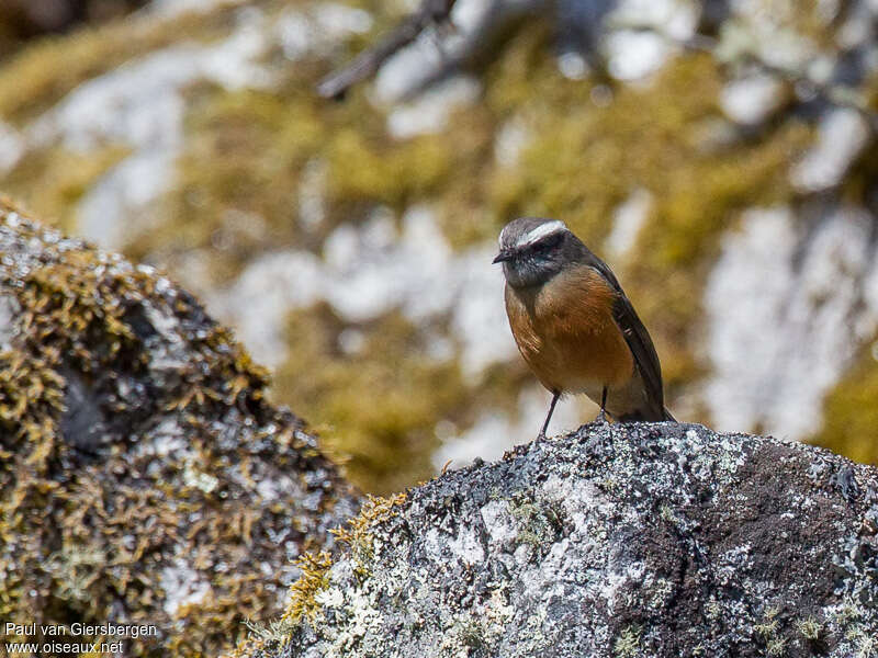 Pitajo d'Orbignyadulte, habitat, Comportement