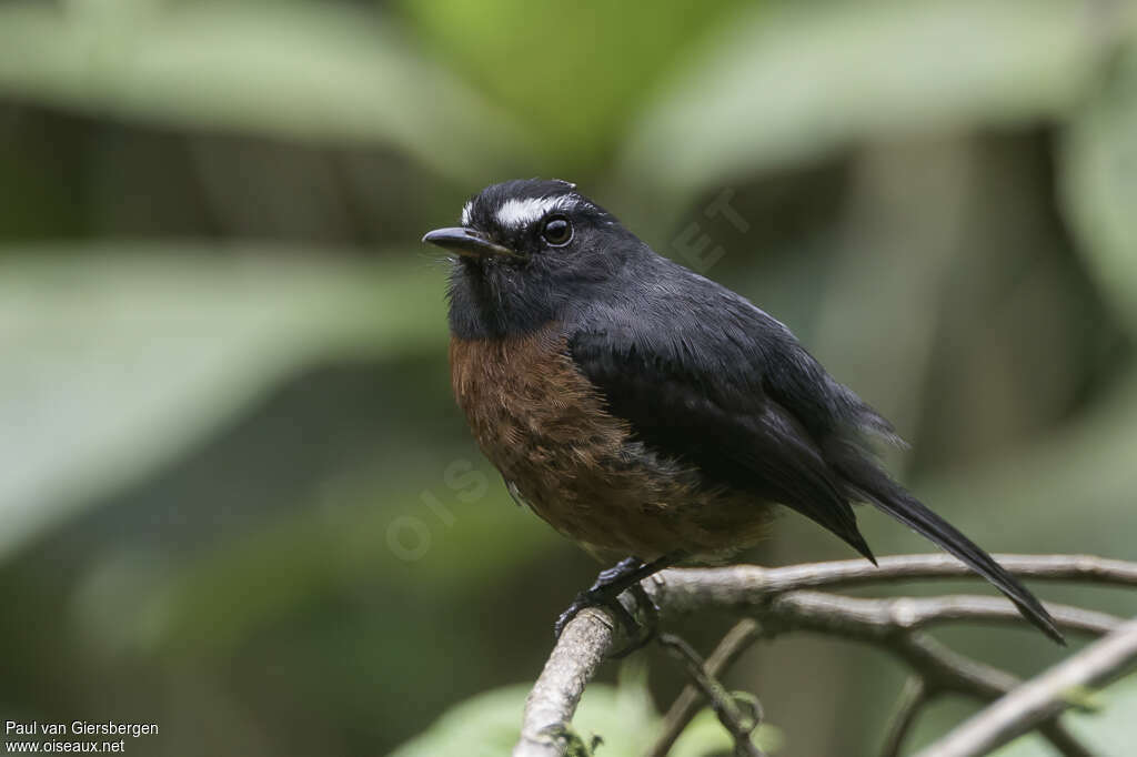 Slaty-backed Chat-Tyrantadult, identification