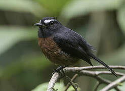 Slaty-backed Chat-Tyrant