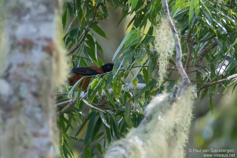 Pitohui bicolore