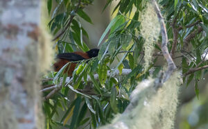 Pitohui bicolore