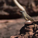 Pitohui des rochers