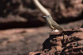 Sandstone Shrikethrush