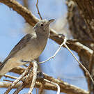 Pitohui gris