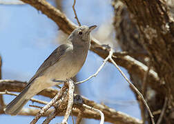 Grey Shrikethrush