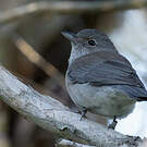 Pitohui gris