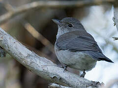 Grey Shrikethrush