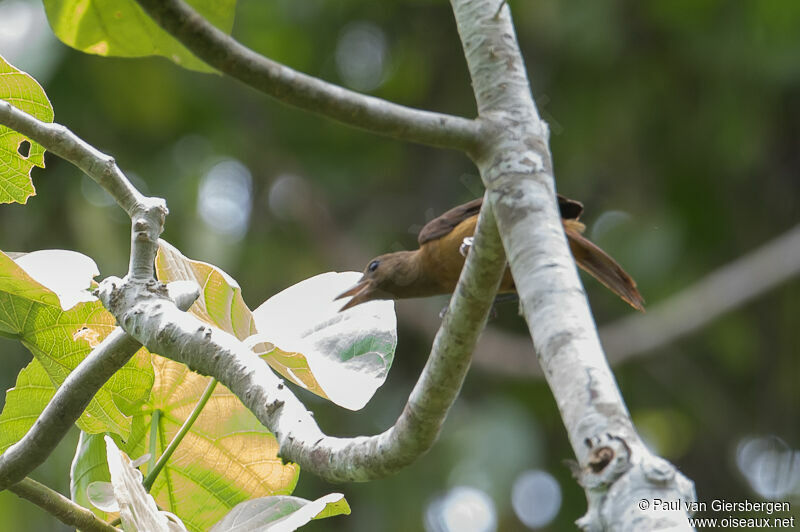 Pitohui variable