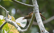 Pitohui variable