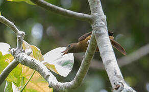 Northern Variable Pitohui