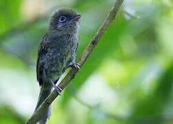 Eye-ringed Flatbill