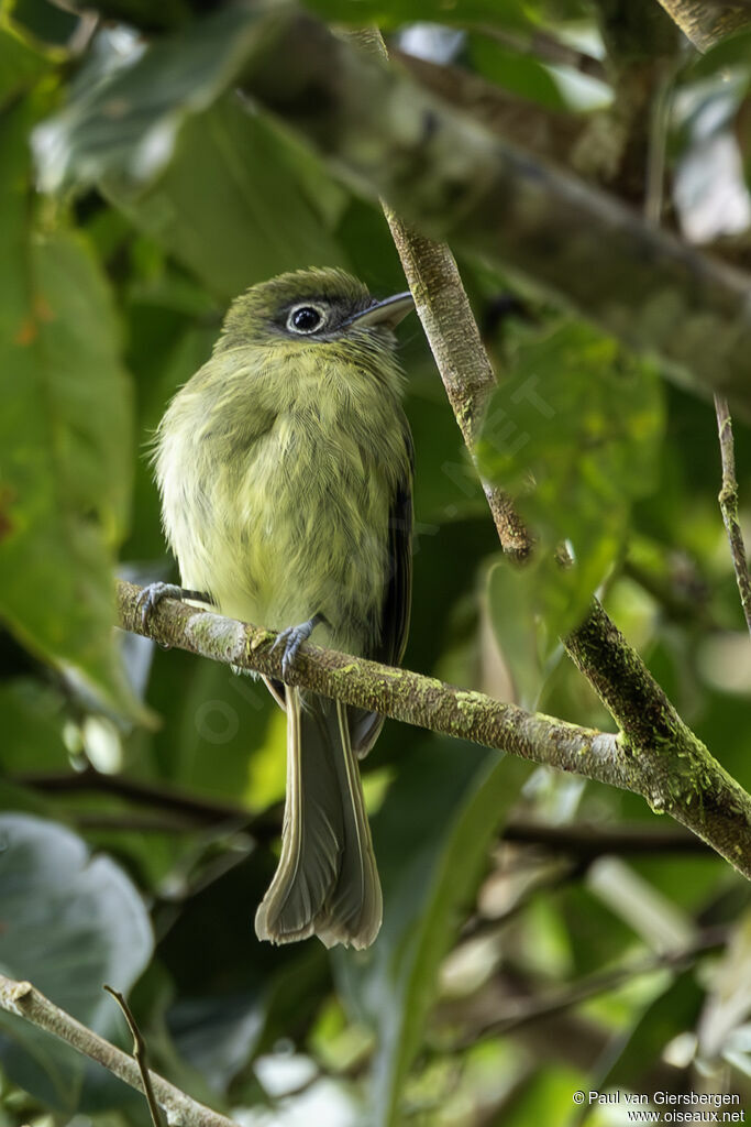 Platyrhynque à bec court