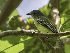 Yellow-margined Flatbill