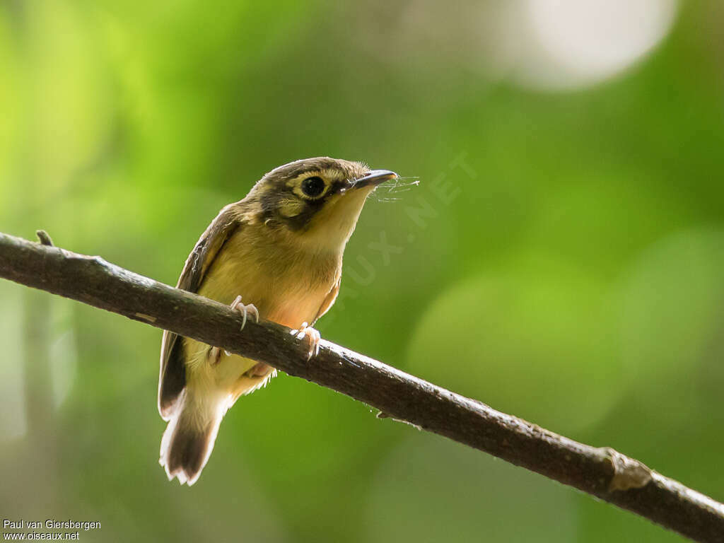 White-throated Spadebilladult