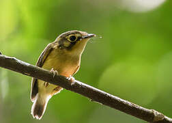 White-throated Spadebill