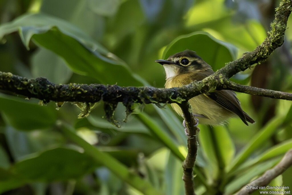 Platyrhynque à moustaches