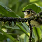 Platyrhynque à moustaches