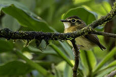 Platyrhynque à moustaches