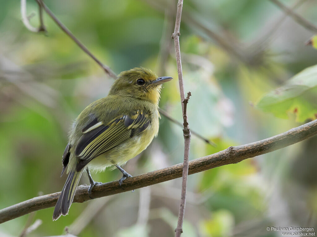 Ochre-lored Flatbill