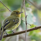 Platyrhynque à poitrine jaune