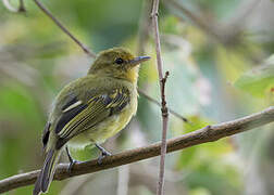 Ochre-lored Flatbill