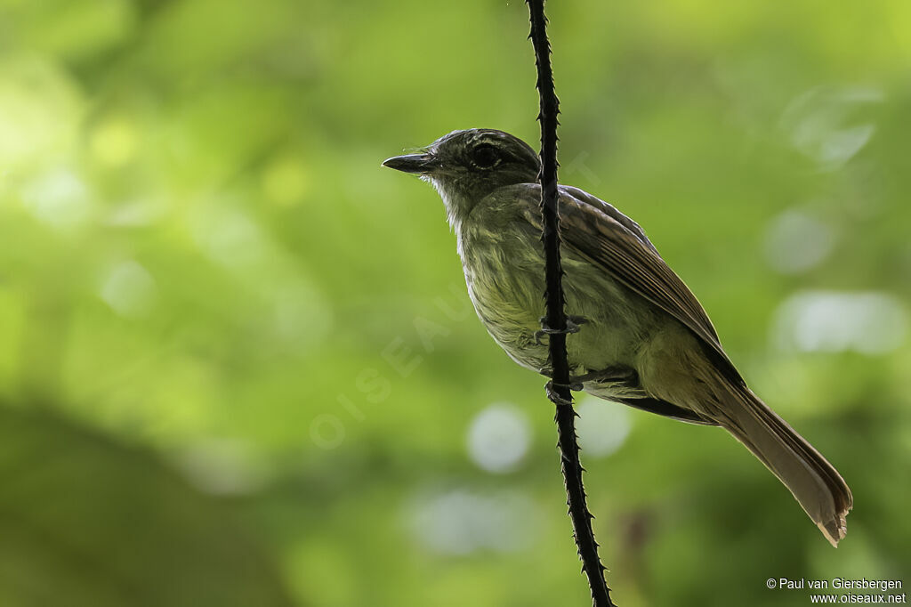 Rufous-tailed Flatbilladult