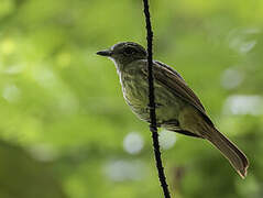 Rufous-tailed Flatbill