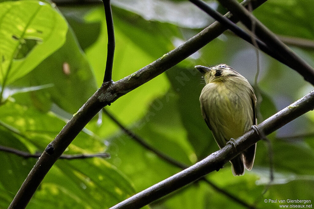 Platyrhynque à tête d'or