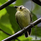 Platyrhynque à tête d'or