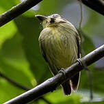 Platyrhynque à tête d'or