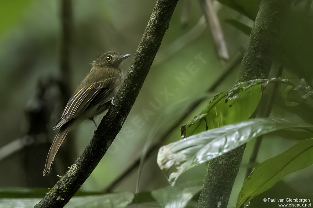 Brownish Twistwingadult