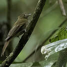 Platyrhynque brun