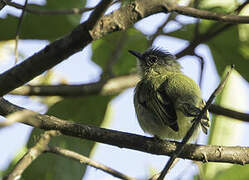 Orange-eyed Flatbill