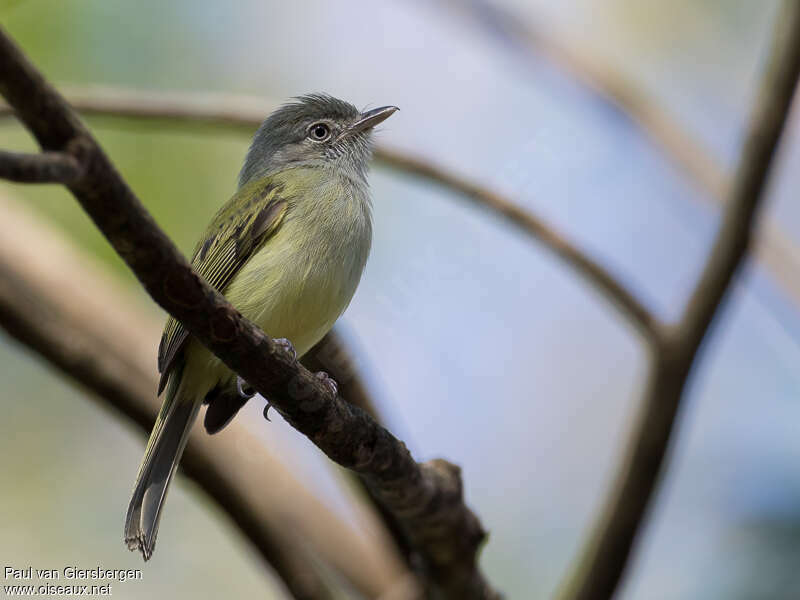 Platyrhynque jaune-oliveadulte, identification