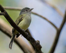 Platyrhynque jaune-olive