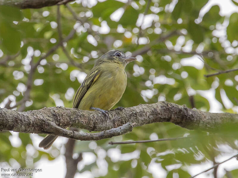 Platyrhynque jaune-oliveadulte, habitat, pigmentation