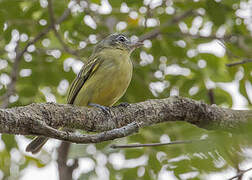 Yellow-olive Flatbill