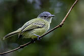 Platyrhynque poliocéphale