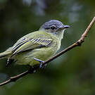Platyrhynque poliocéphale